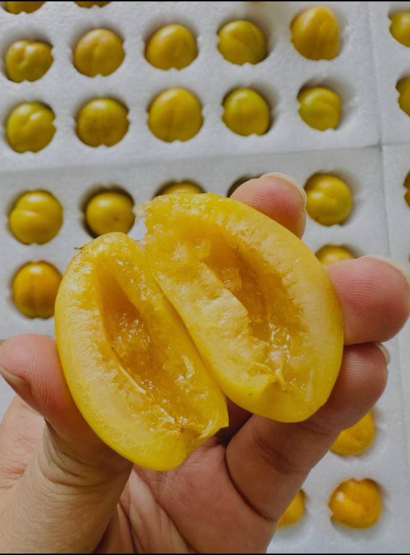 油杏成熟大量上市