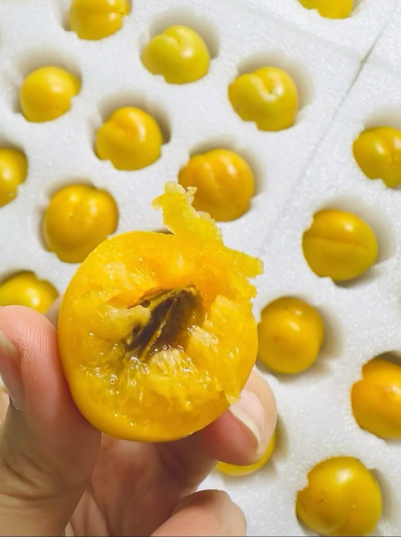 油杏成熟大量上市