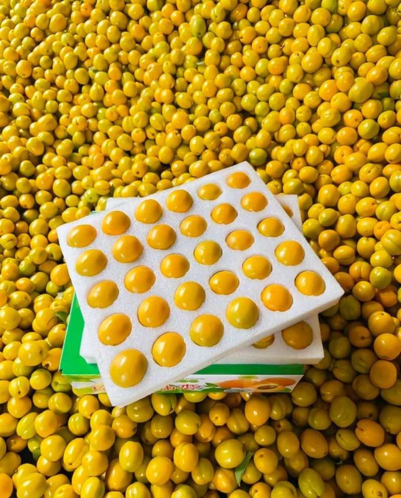 油杏成熟大量上市