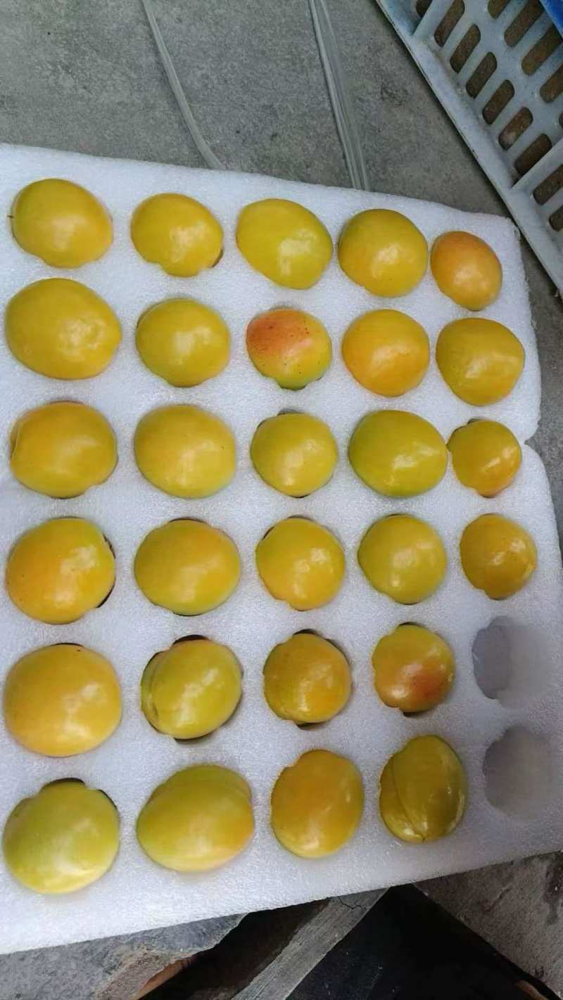 油杏成熟大量上市