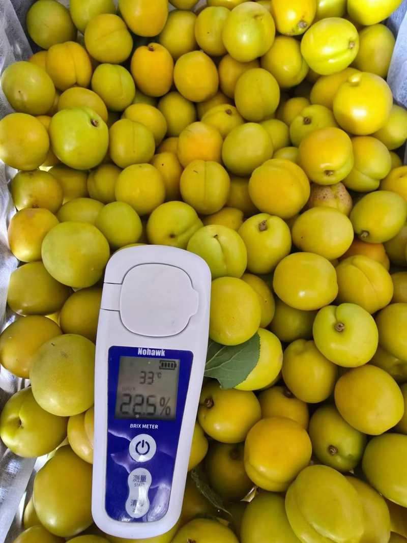 油杏成熟大量上市