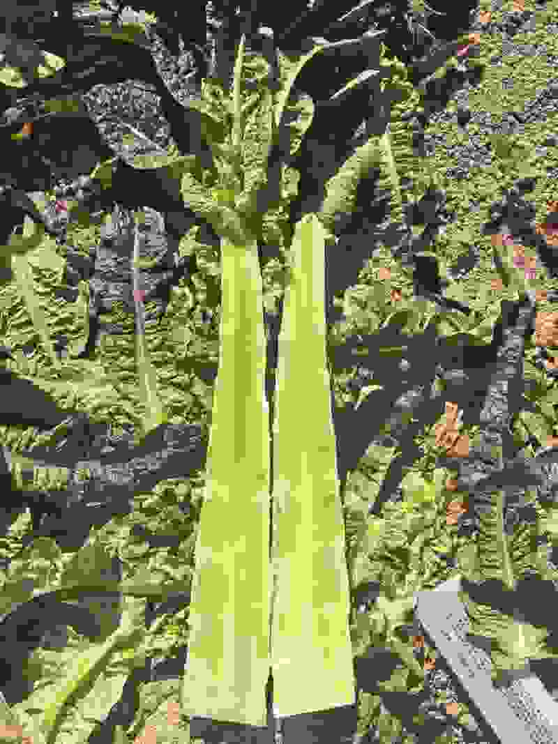 紫叶莴笋