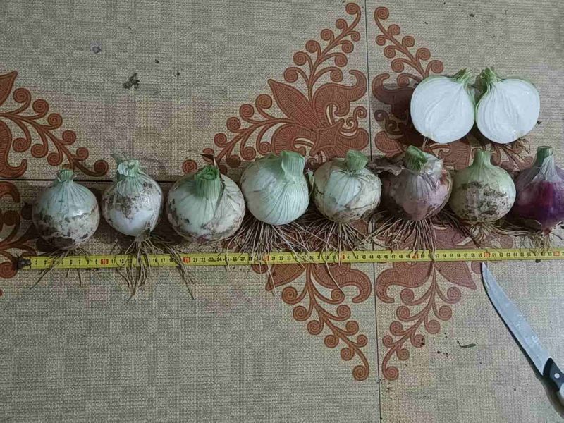 山东禹城二红洋葱大量有货