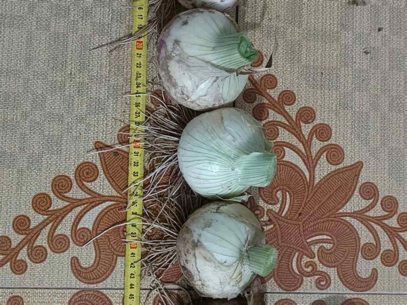 山东禹城二红洋葱大量有货
