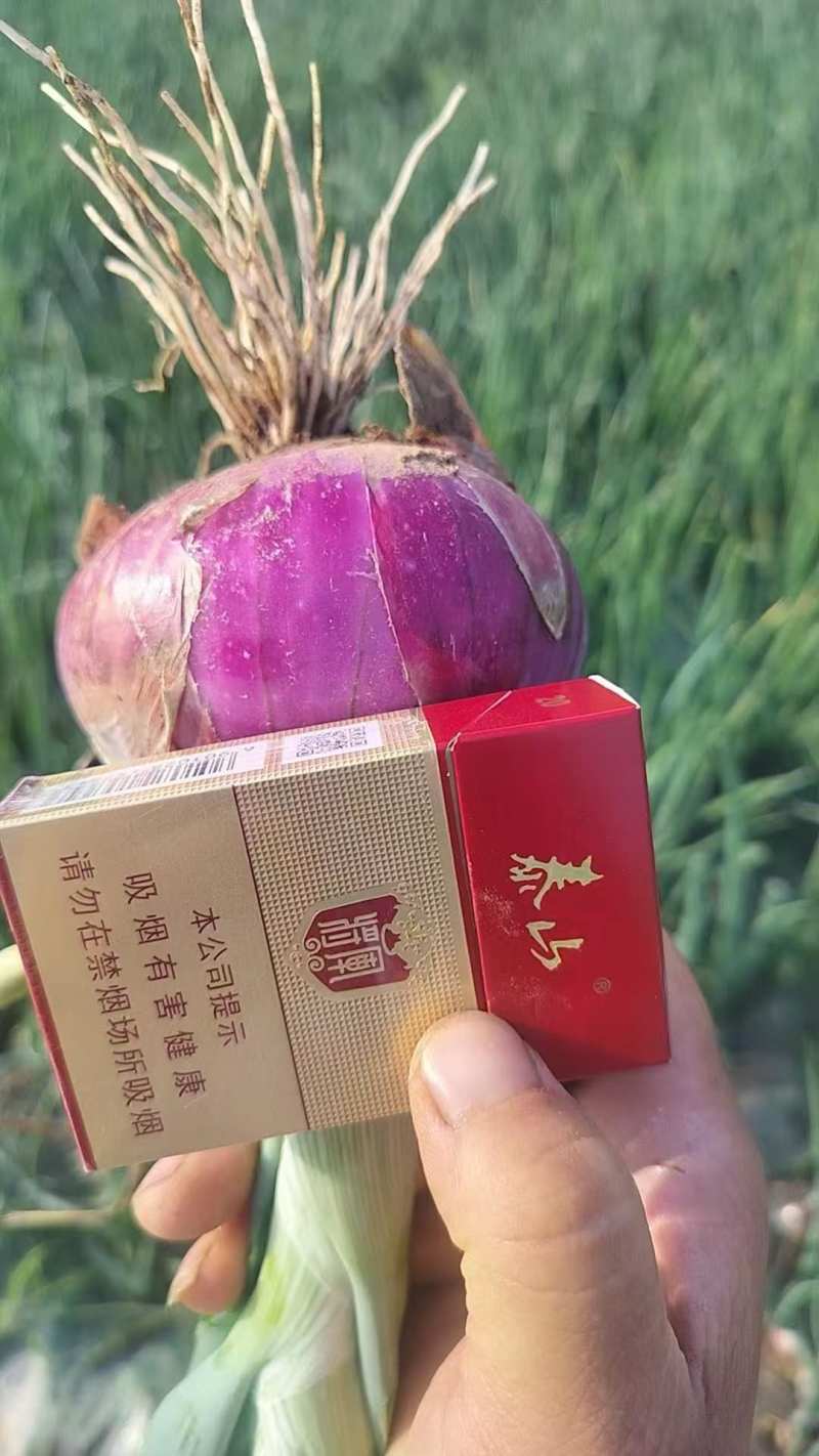 山东禹城二红洋葱大量有货