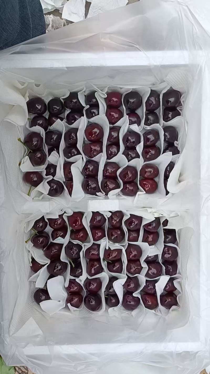 汉源高山新鲜车厘子现摘现发大樱桃精品鲜果