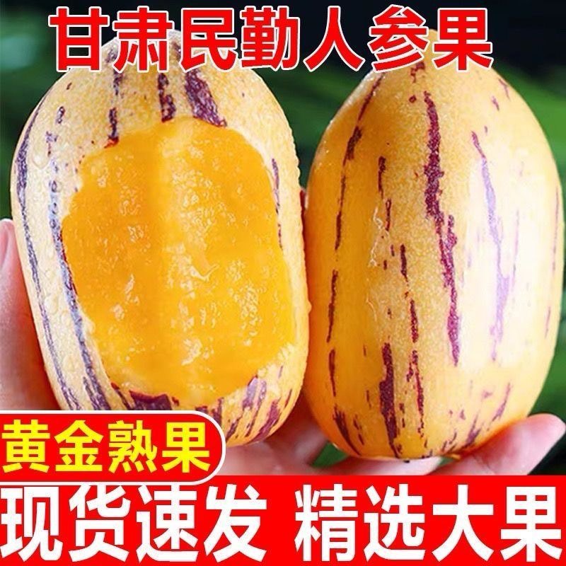 甘肃民勤人参果批发，一件代发，支持各种平台