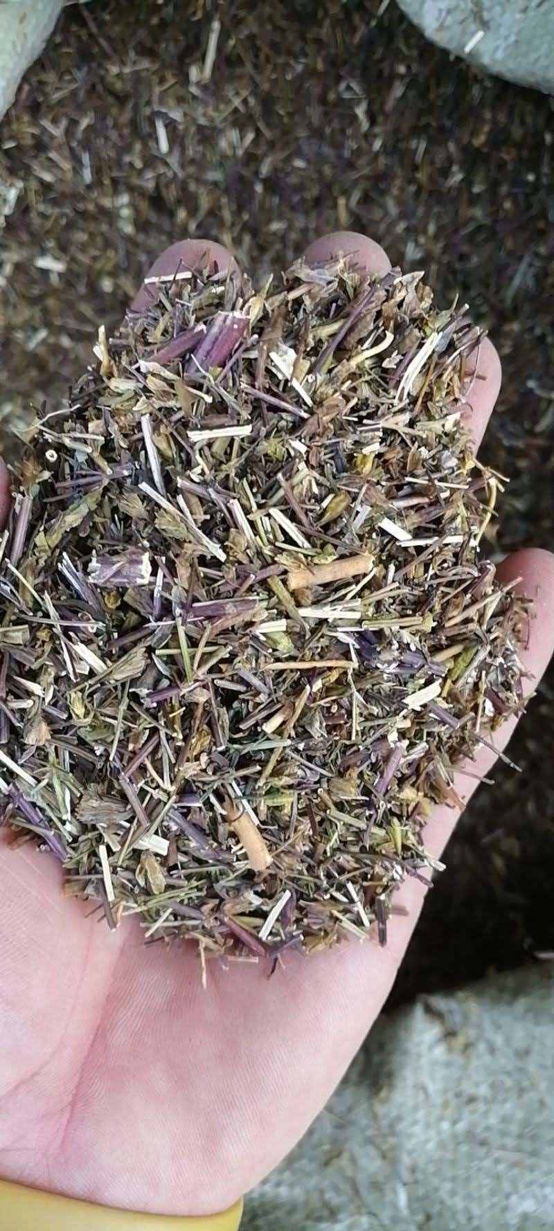 藏茵陈