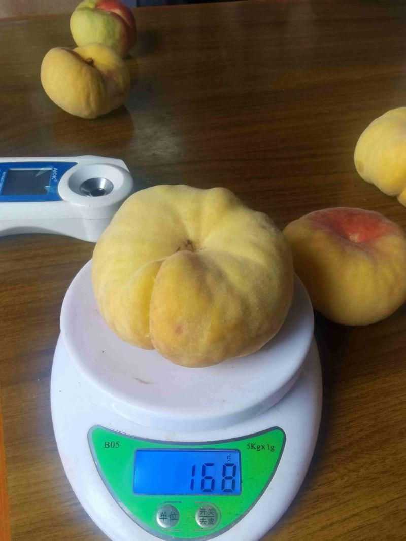 云南露天黄金毛蟠桃基地货