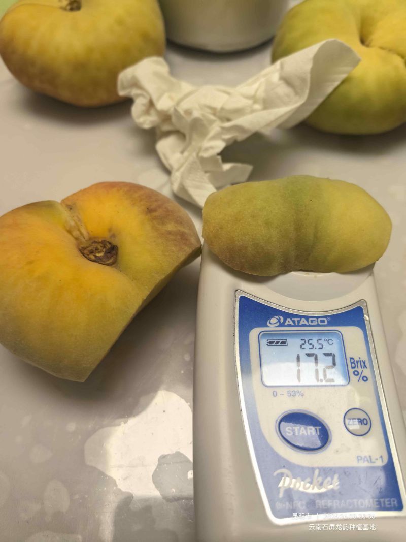 云南露天黄金毛蟠桃基地货