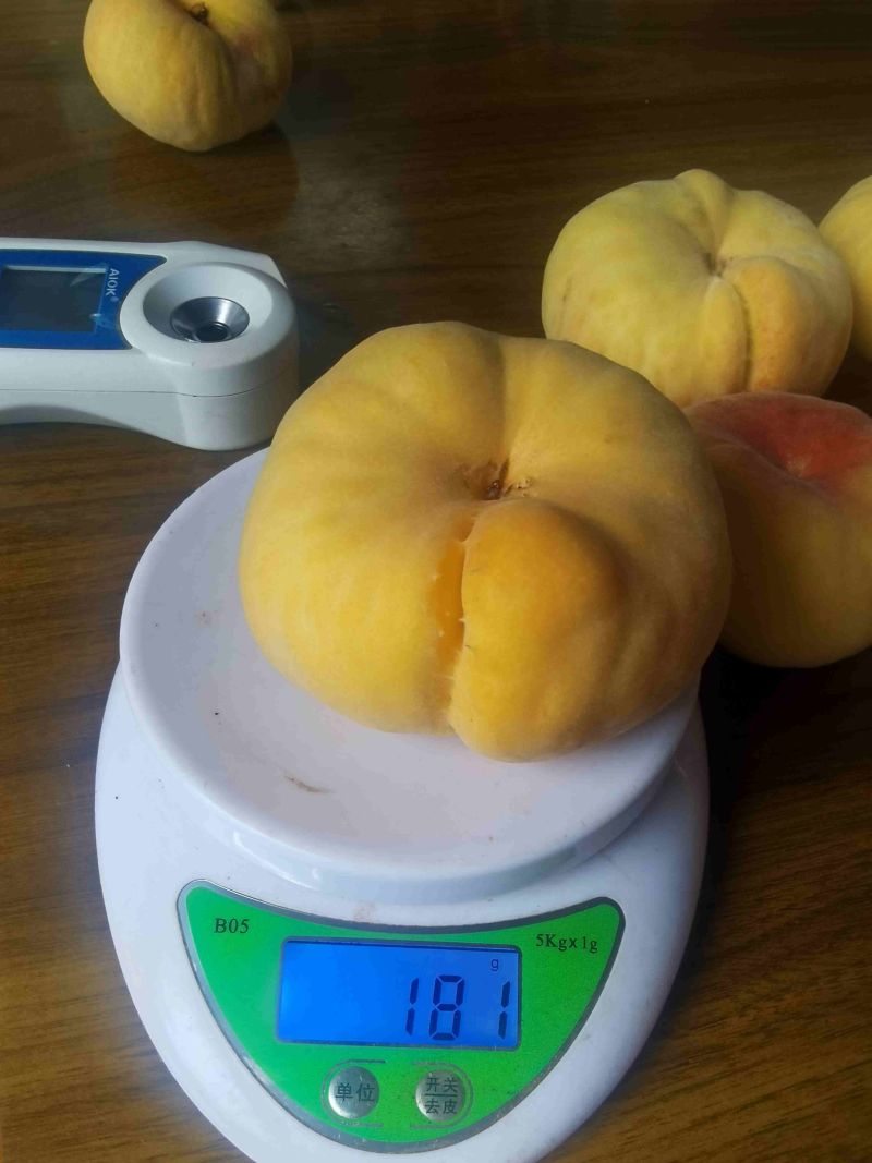 云南露天黄金毛蟠桃基地货
