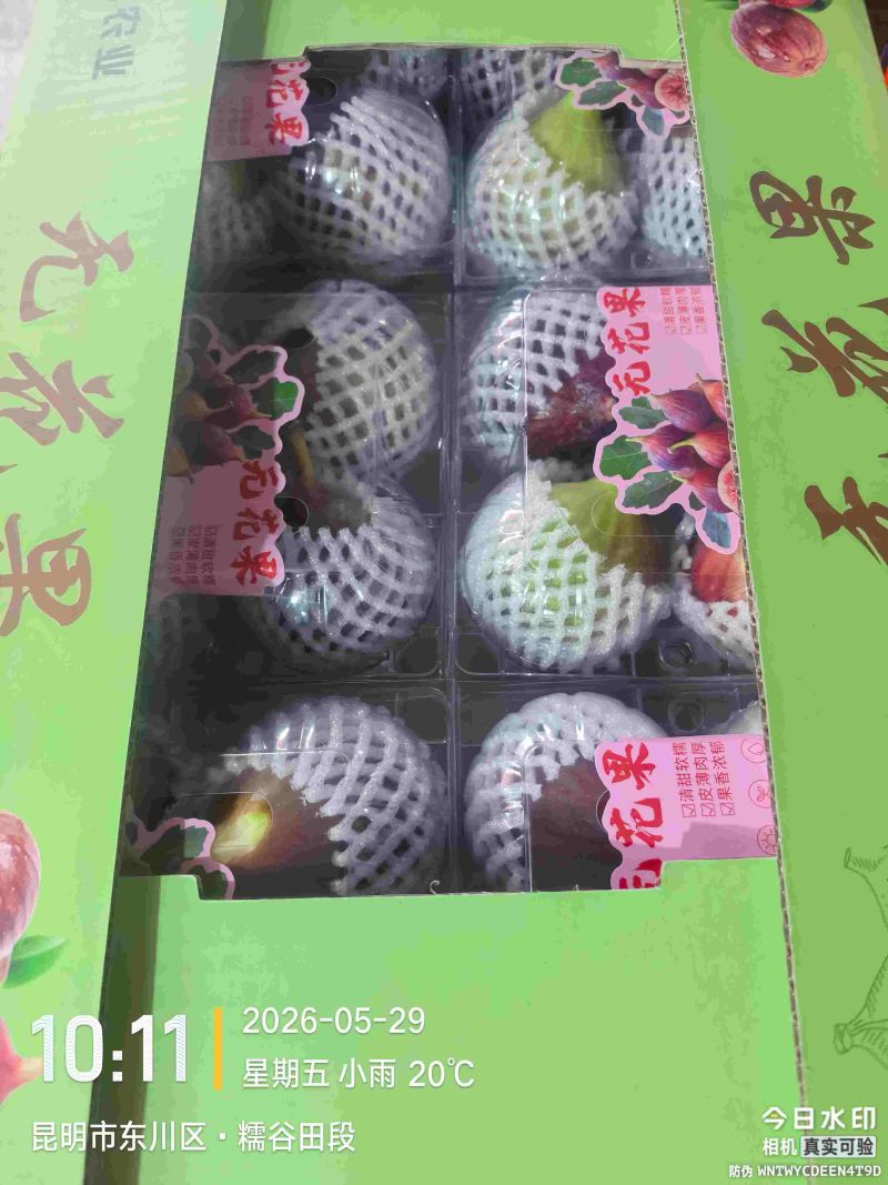 东川无花果大量上市空运直发