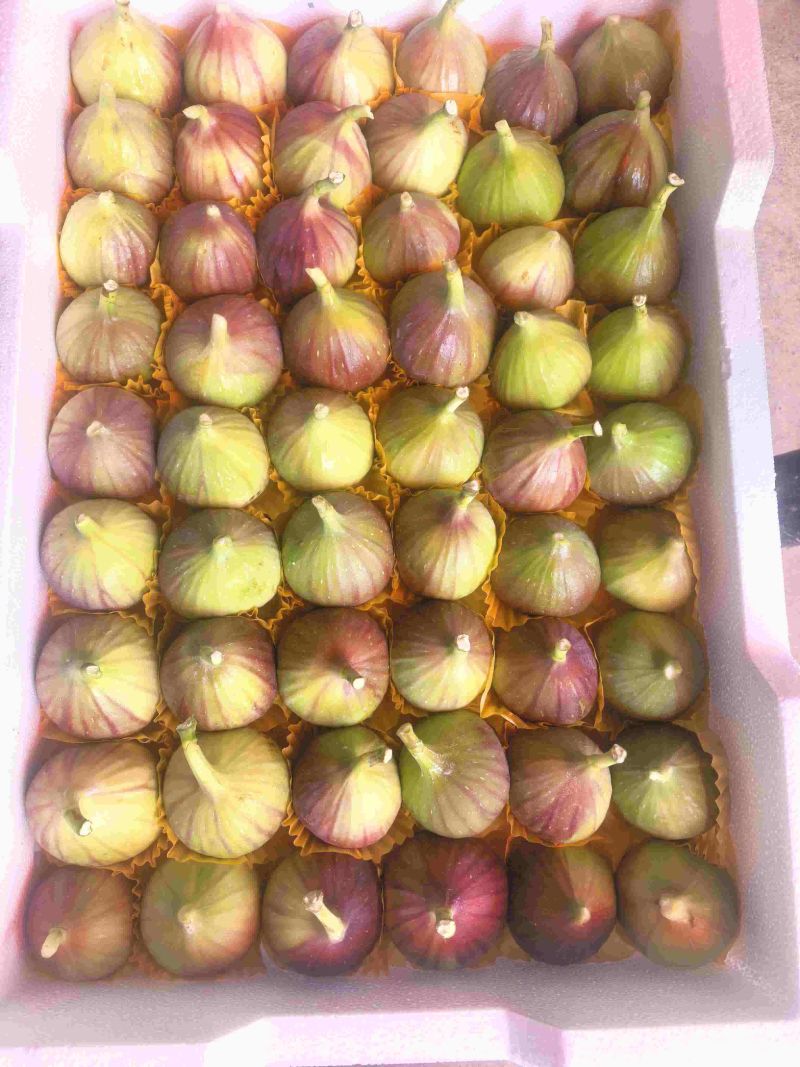 东川无花果大量上市空运直发