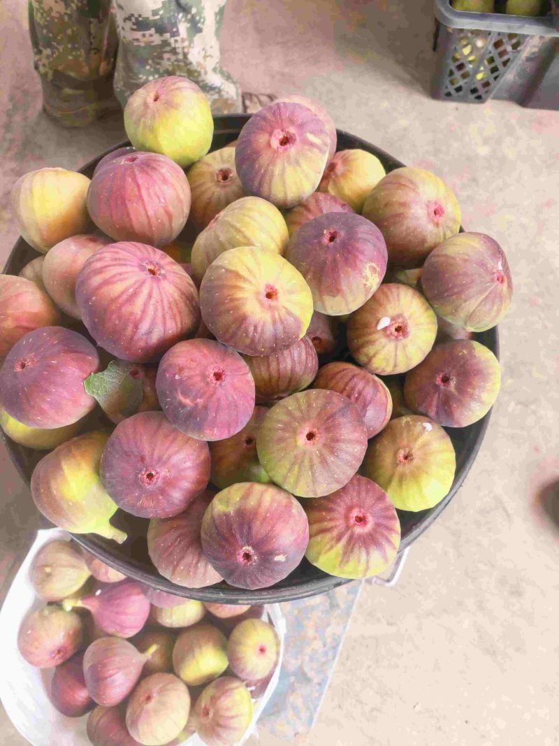 东川无花果大量上市空运直发