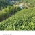 沁欣铭正宗手工高山安吉白茶2026年新茶礼盒装口粮茶