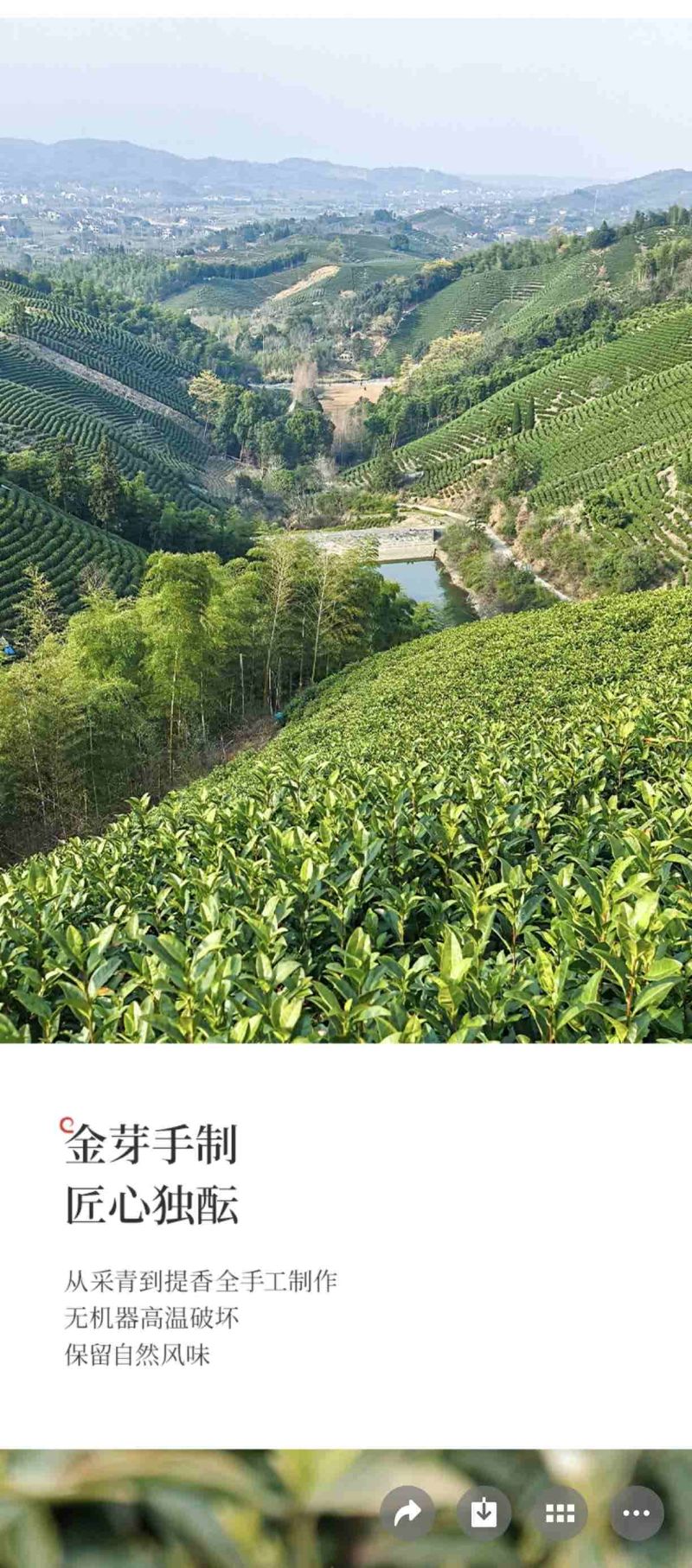 沁欣铭正宗手工高山安吉白茶2026年新茶礼盒装口粮茶