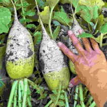 山西晋中市卓鹏蔬菜合作社百亩青罗卜大量现货