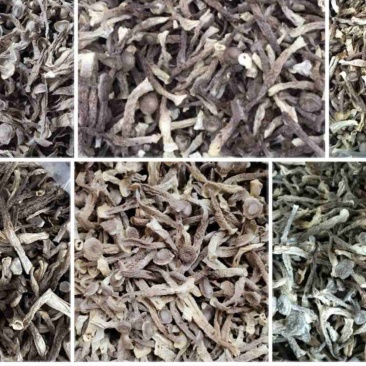 鹿茸菇23.5元50斤起