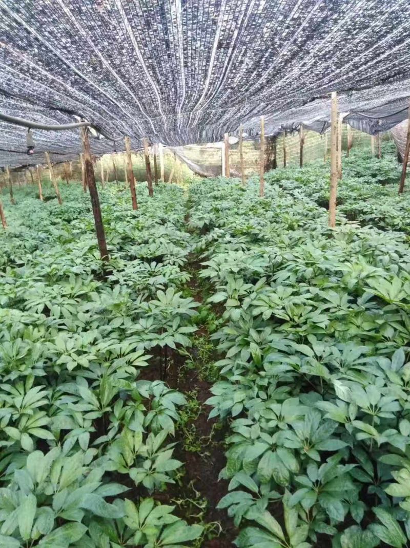 三七***保质保量承诺自产自销新鲜到家
