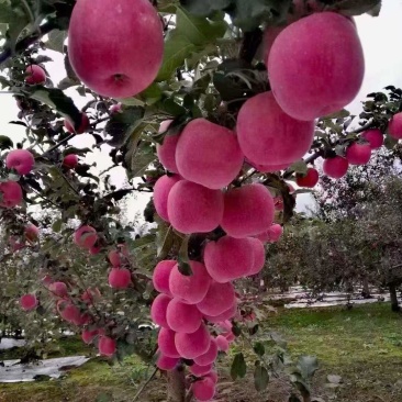 苹果