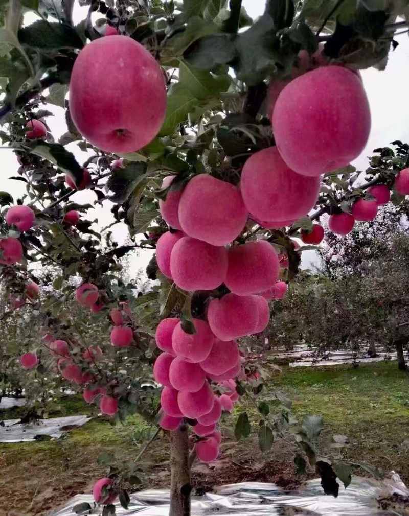 苹果