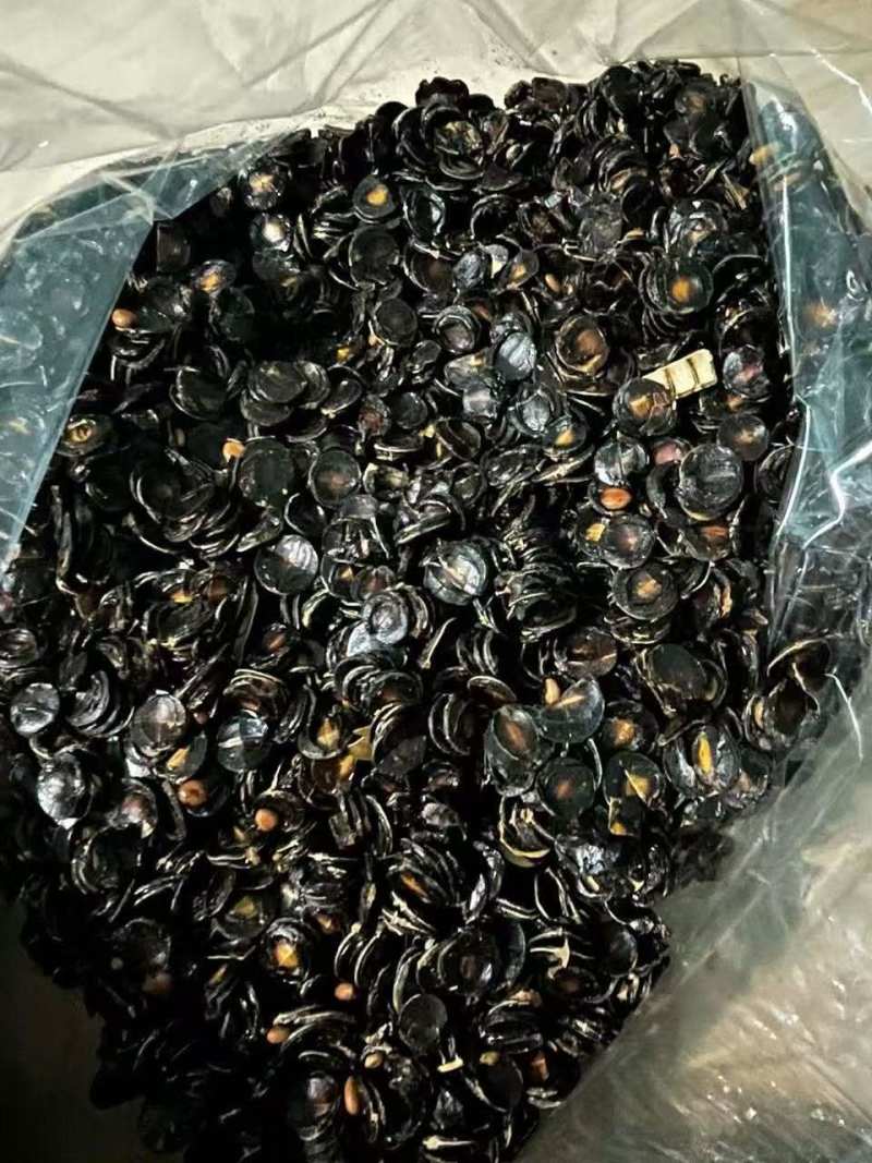 腊肠果去籽果肉