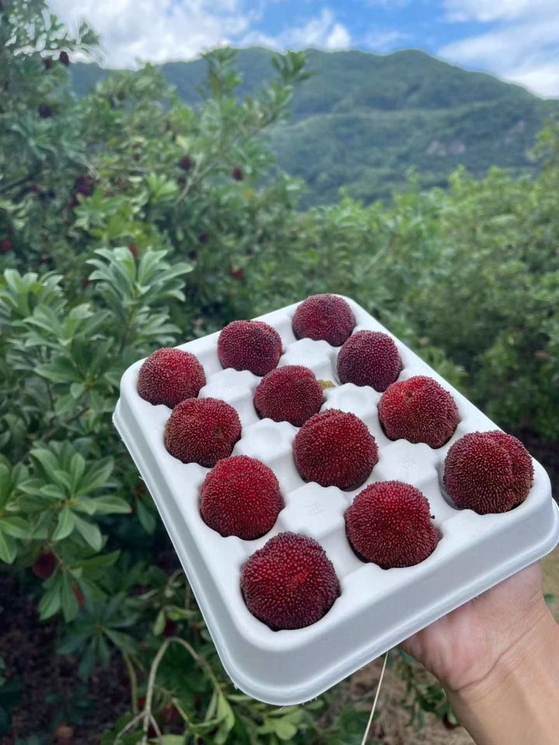 仙居东魁杨梅