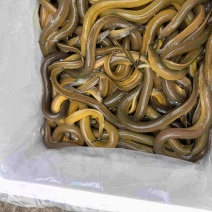 黄鳝，规格100-250克