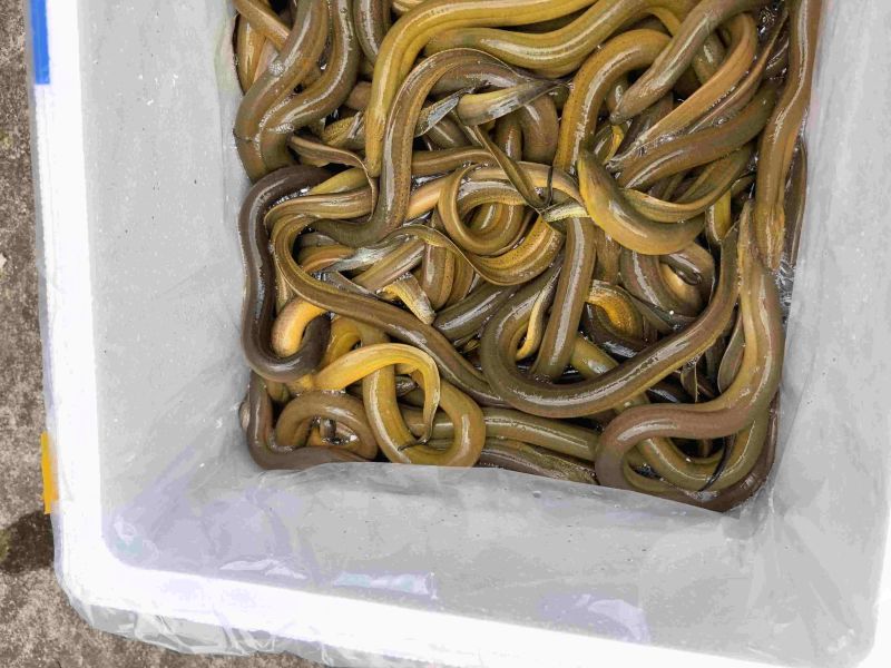 黄鳝，规格100-250克