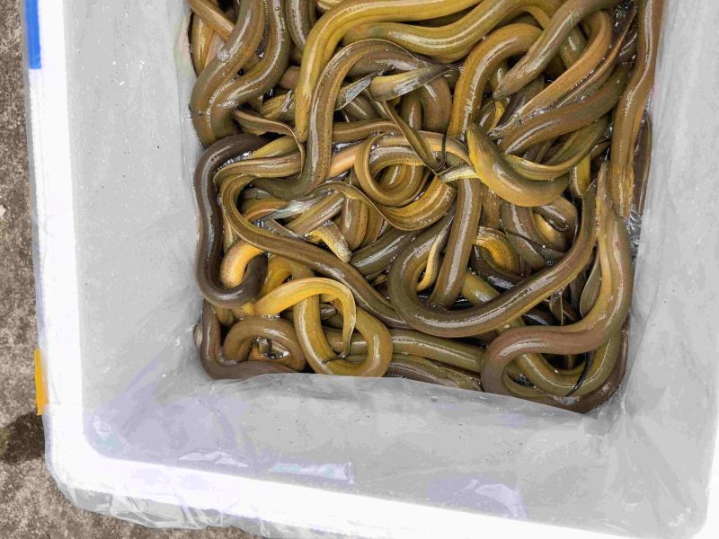 黄鳝，规格100-250克