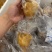 鸽吞翅，去骨乳鸽内包鱼翅，鸽
