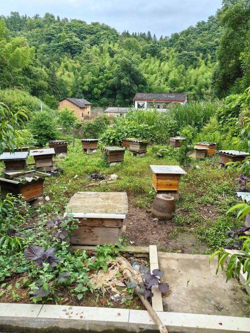 广东湛江市土蜂蜜，天然