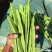 扁豆角品质保证诚信经营支持视频看货选货