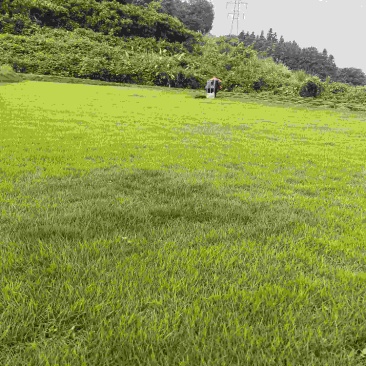 台湾草