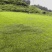 台湾草