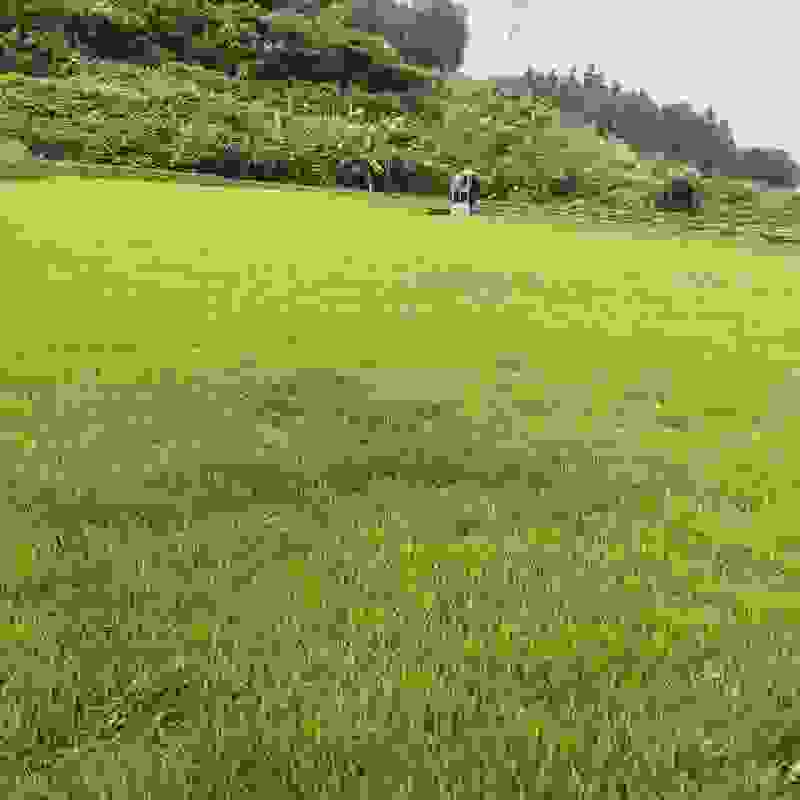 台湾草