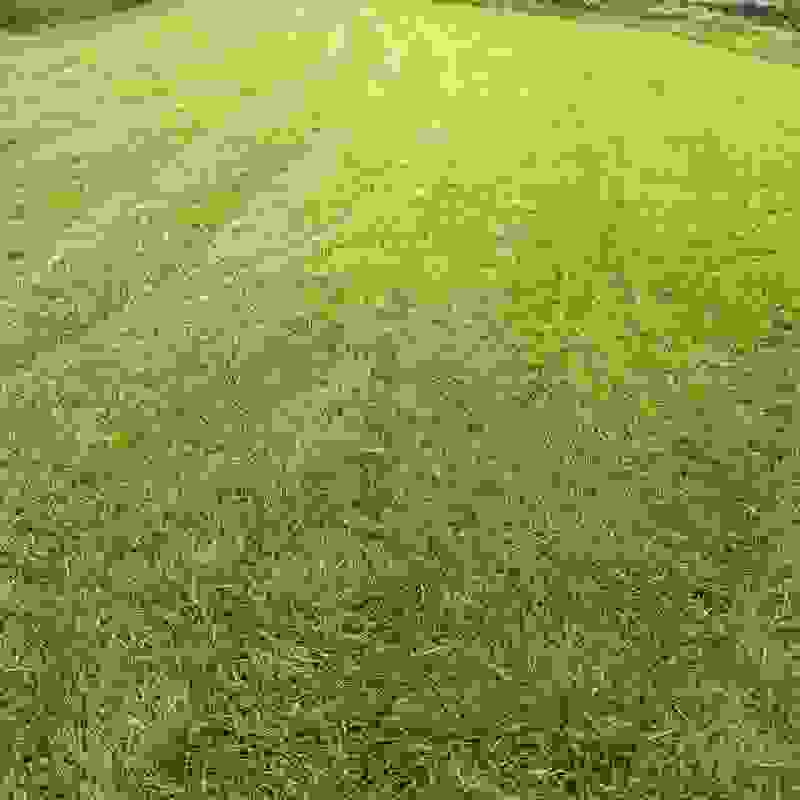 绿化草皮