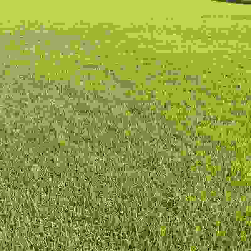 绿化草皮