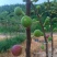 无花果青果大量出售芭劳奈波姬红金傲芬青皮斯特拉布兰瑞克