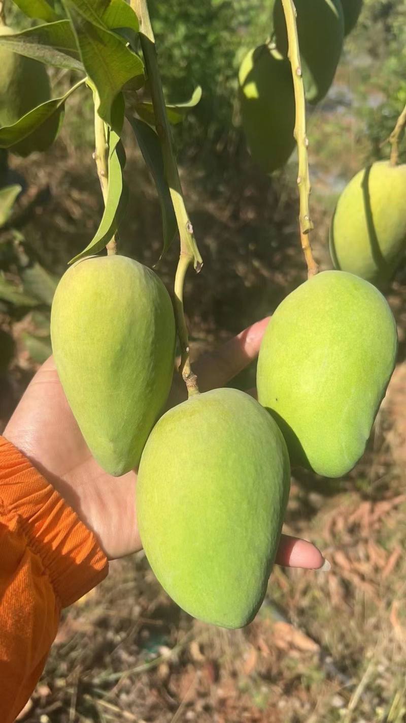 专业做芒果一件代发，有需要的老板可联系