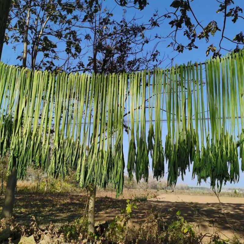 贡菜干产地直销精品贡菜干苔干响菜火锅食材商用批发
