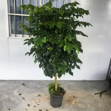 幸福树单杆