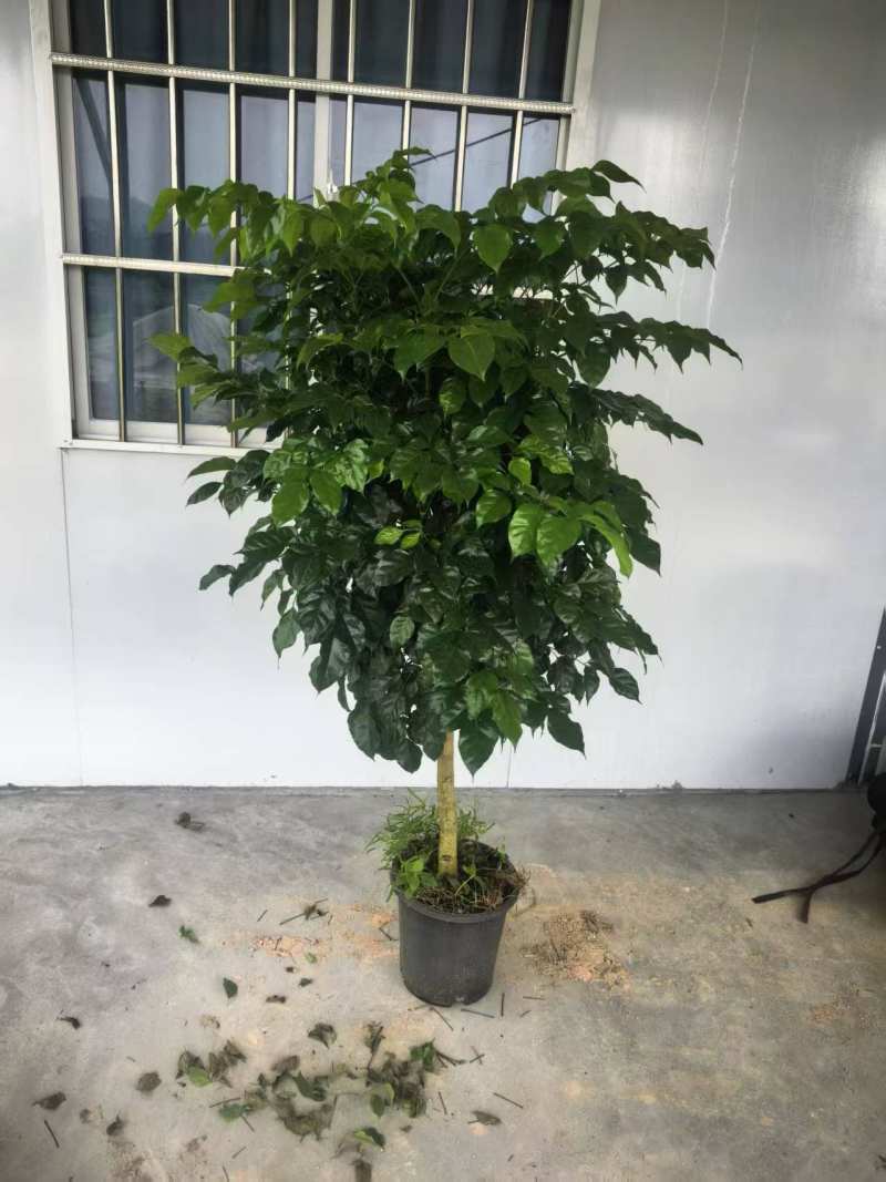 幸福树单杆