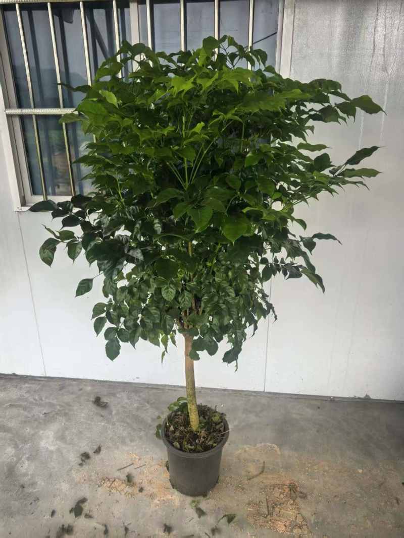幸福树单杆