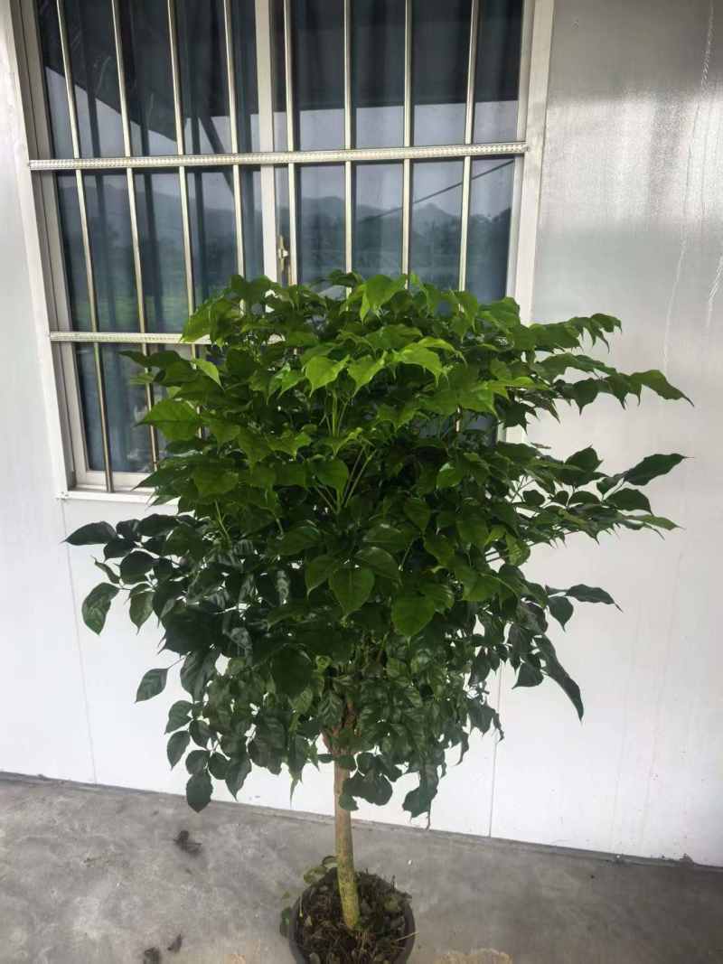 幸福树单杆