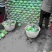 包菜白菜大量上市