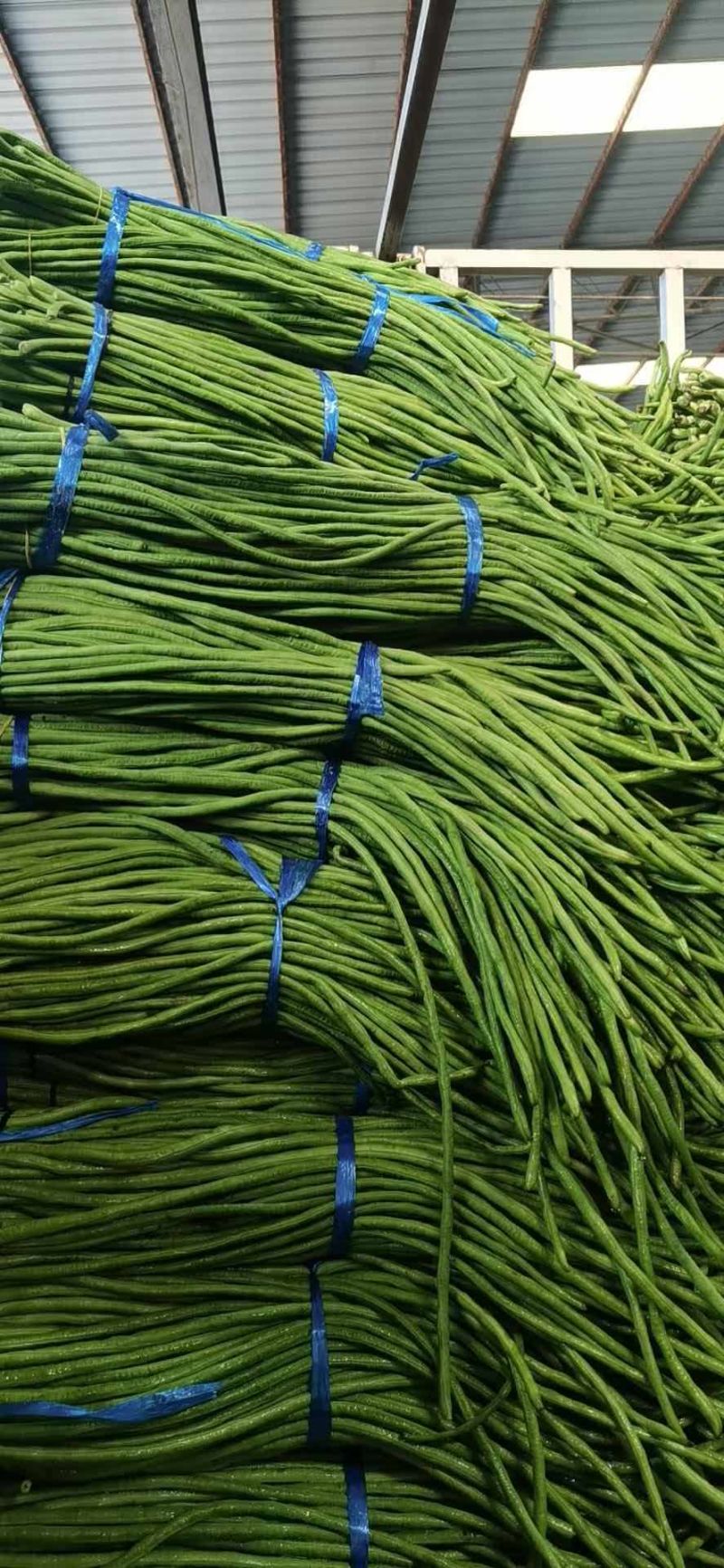 河南开封精品长豆角翠绿色