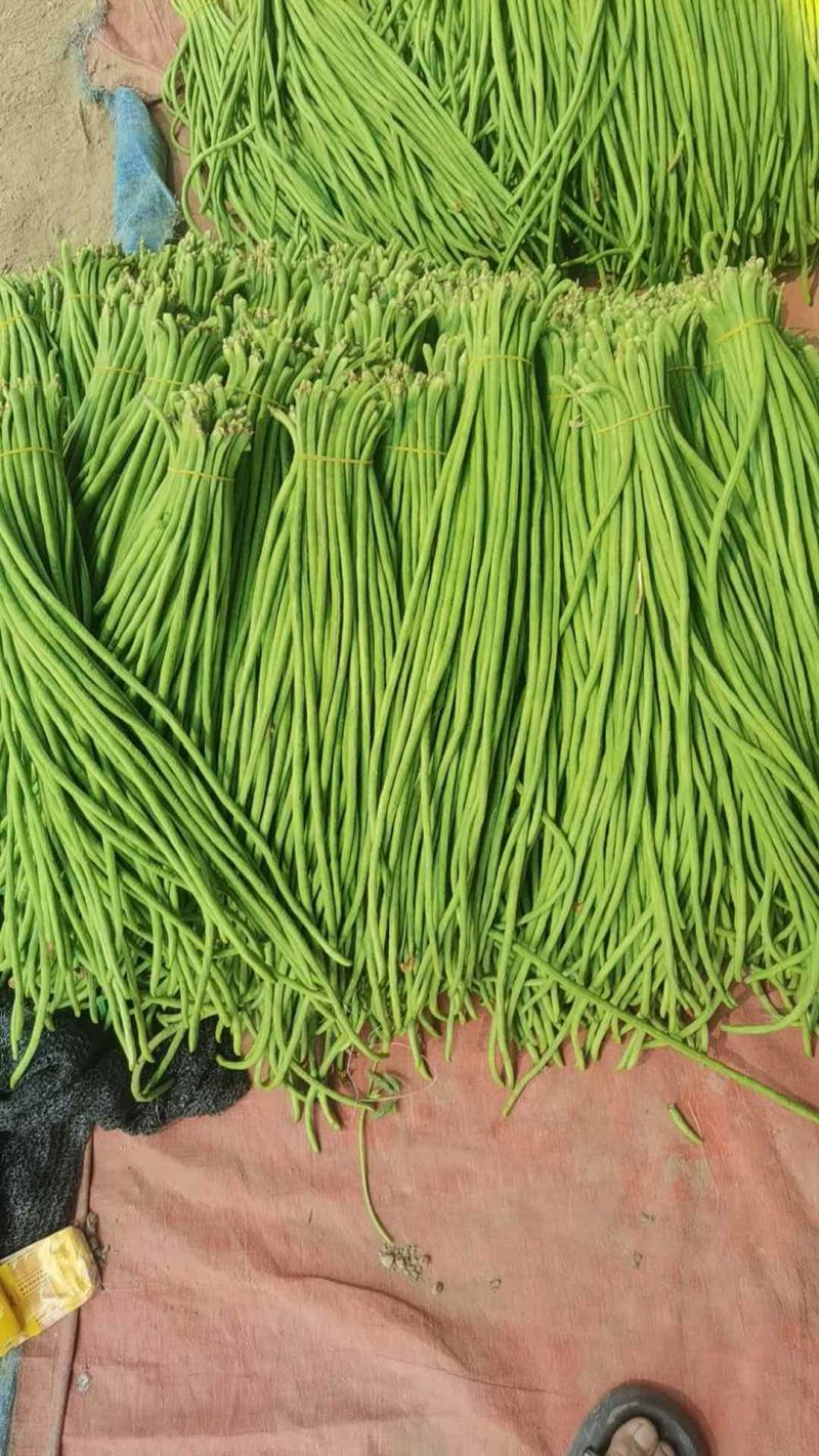 河南开封精品长豆角翠绿色