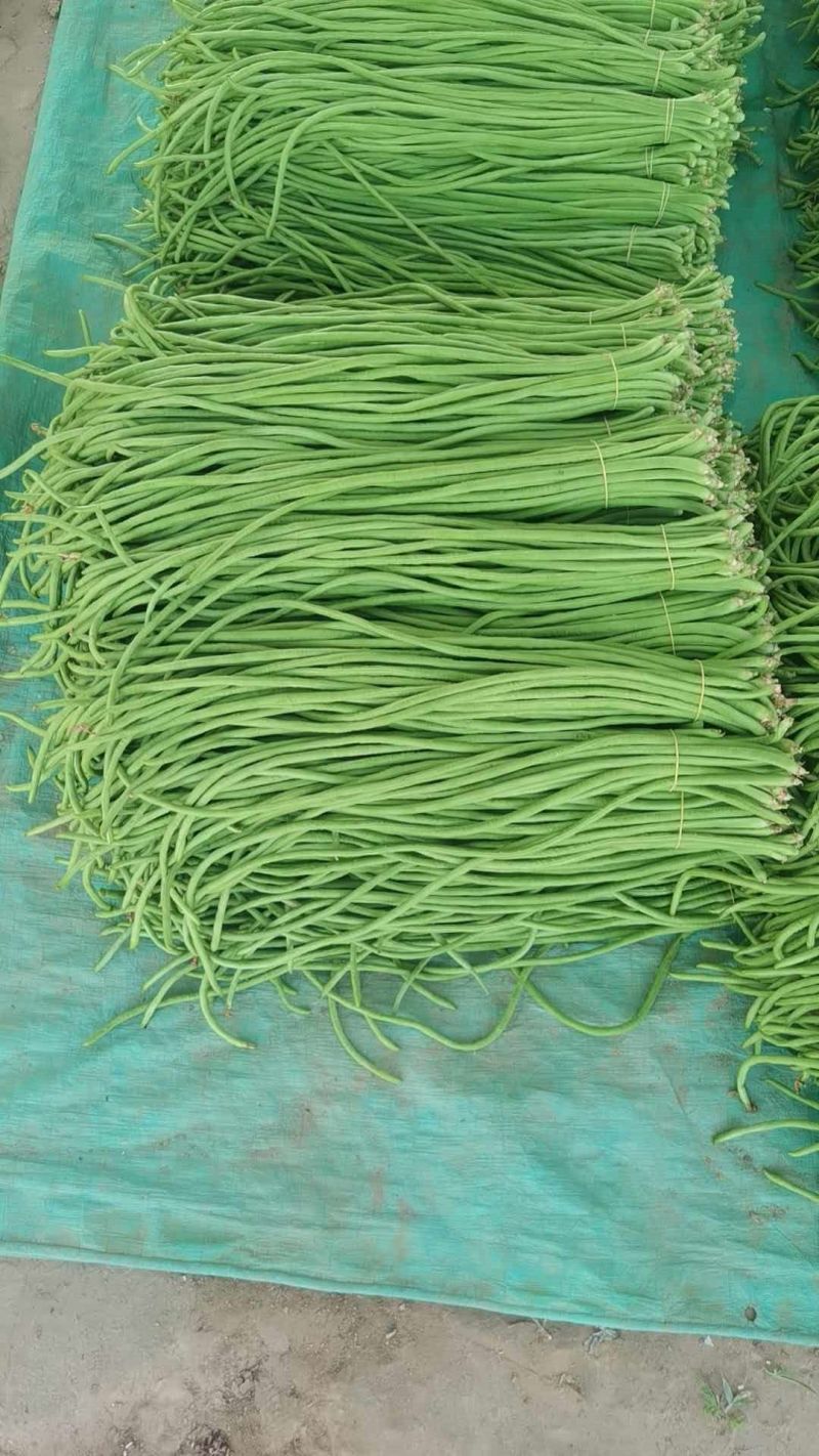 河南开封精品长豆角翠绿色