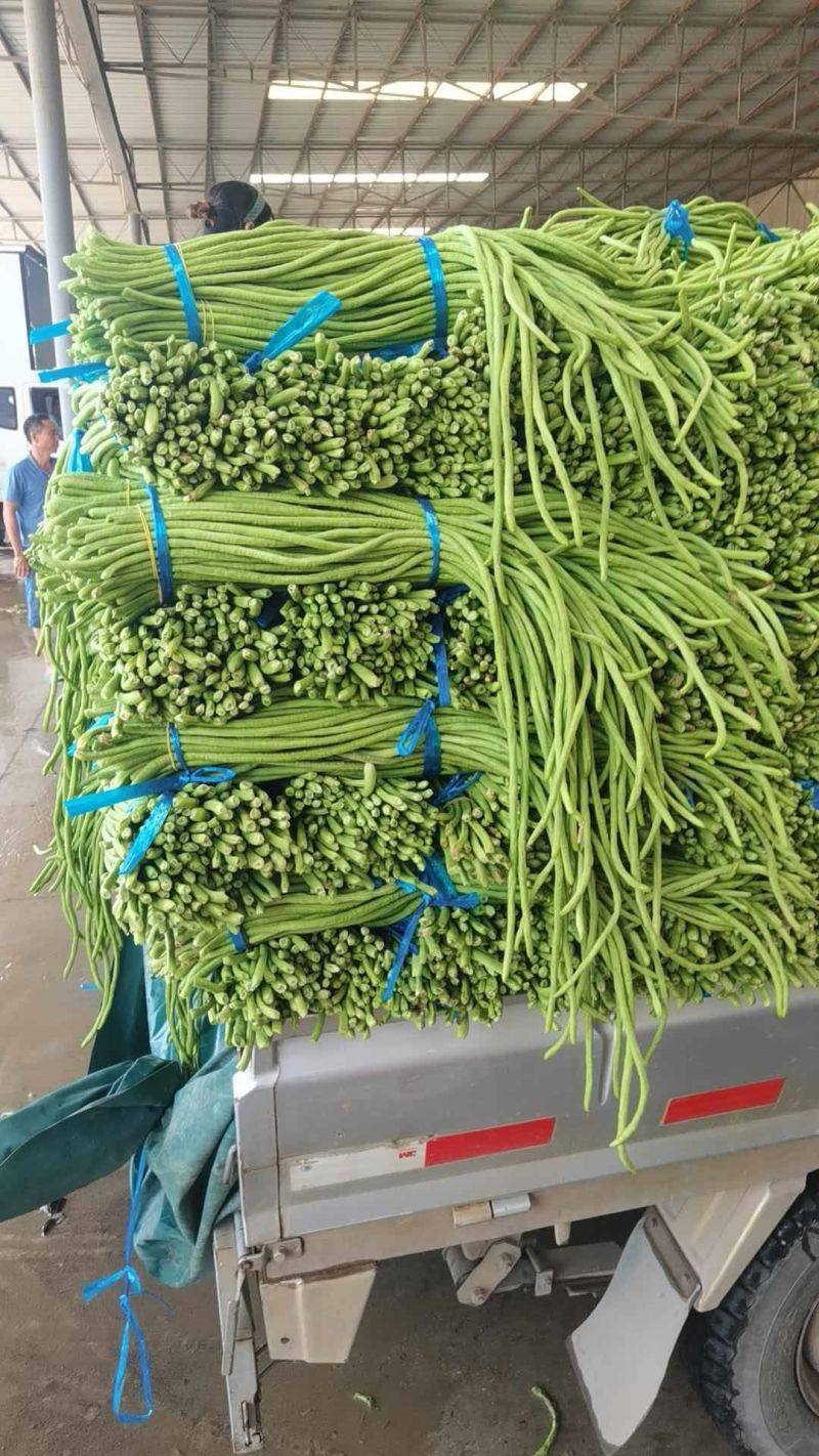 河南开封精品长豆角翠绿色